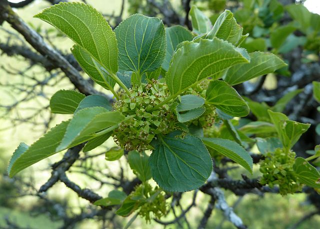 Rhamnus cathartica